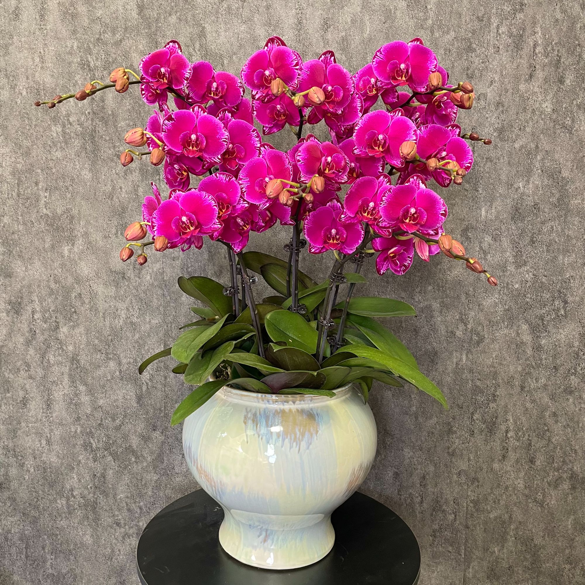 【光芒四射-蝴蝶兰】意式风 现代轻奢 原木 欧式 室内高端鲜花 送礼