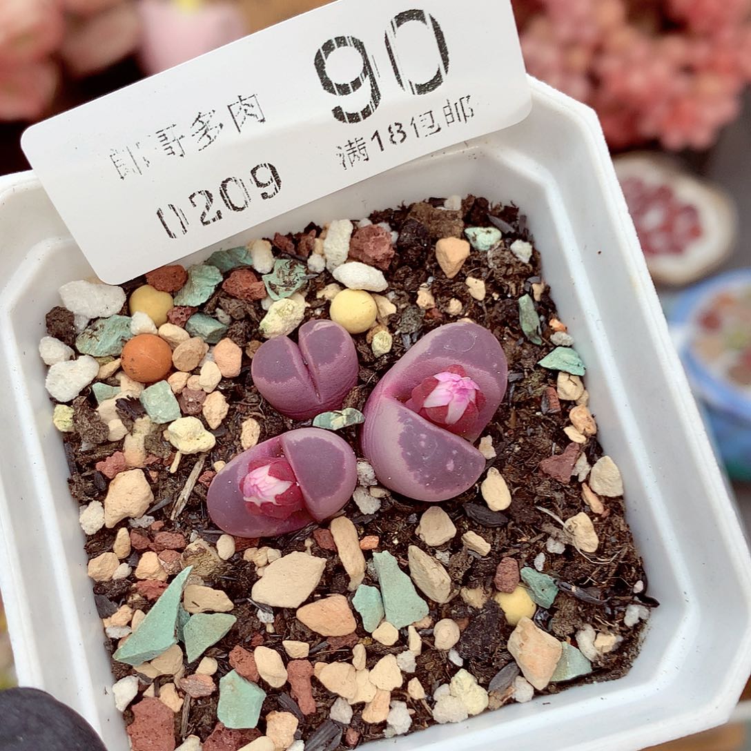 郎哥多肉生石花9-90