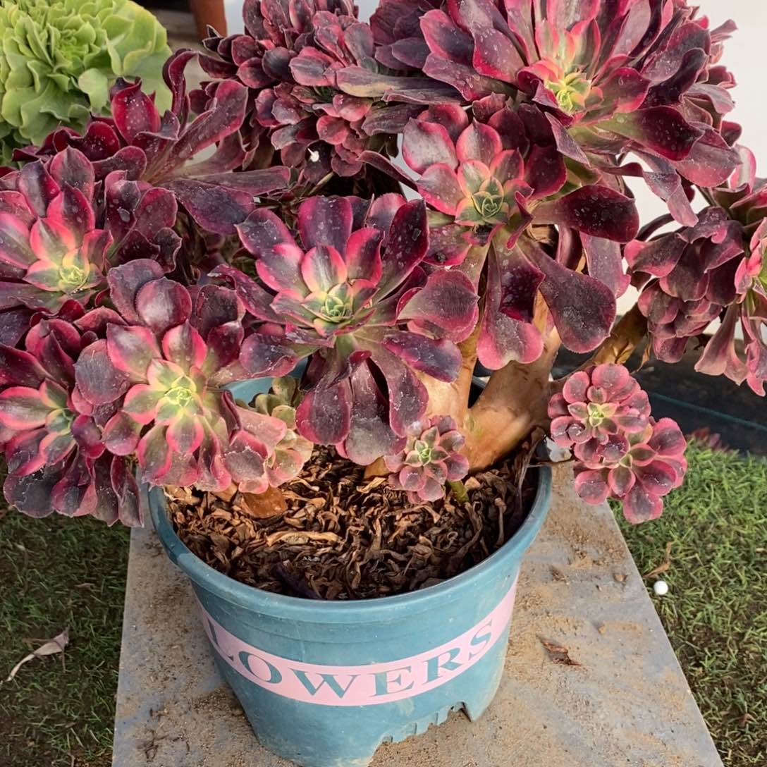 不开花植物1186号美杜莎缀化1颗