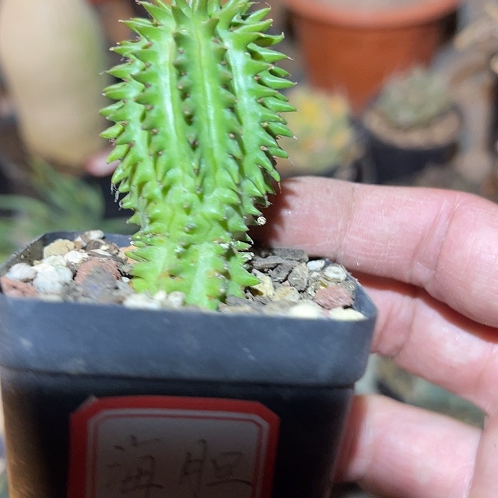 满38包邮2天凑单，脱土晾根发货多肉植物海胆