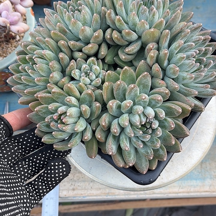 多肉植物一物一拍
