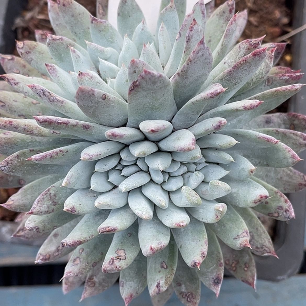 【闪购商品】阿金尼缀化6404