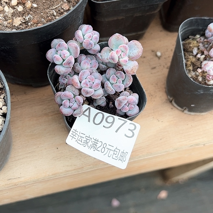 幸运的是我的朋友们