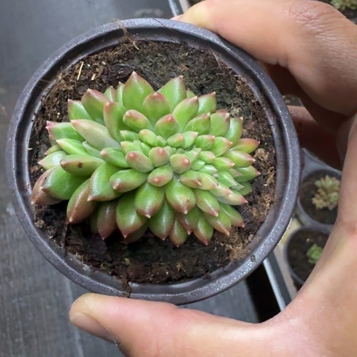 柏拉图 缀化 一物一拍