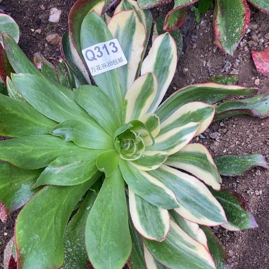 313魅影七彩多肉植物