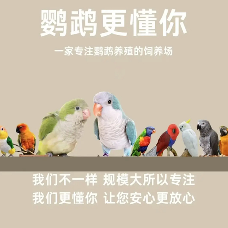 小太阳和尚鹦鹉玩具定金