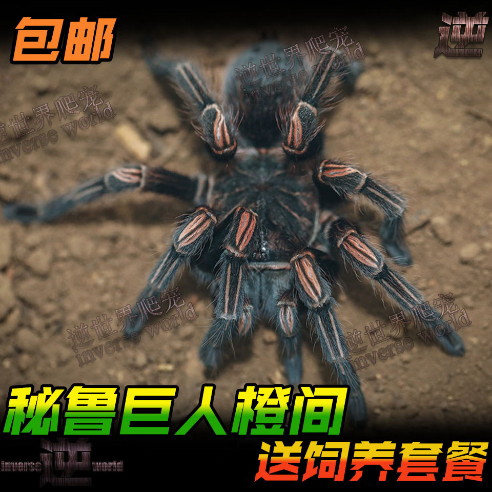 秘鲁巨人橙间 Lasiodorides striatus 宠物蜘蛛活体