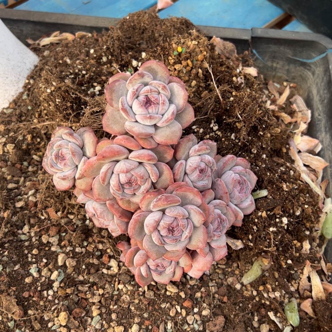 如***果石榴籽星影呀呀呀呀呀呀呀呀