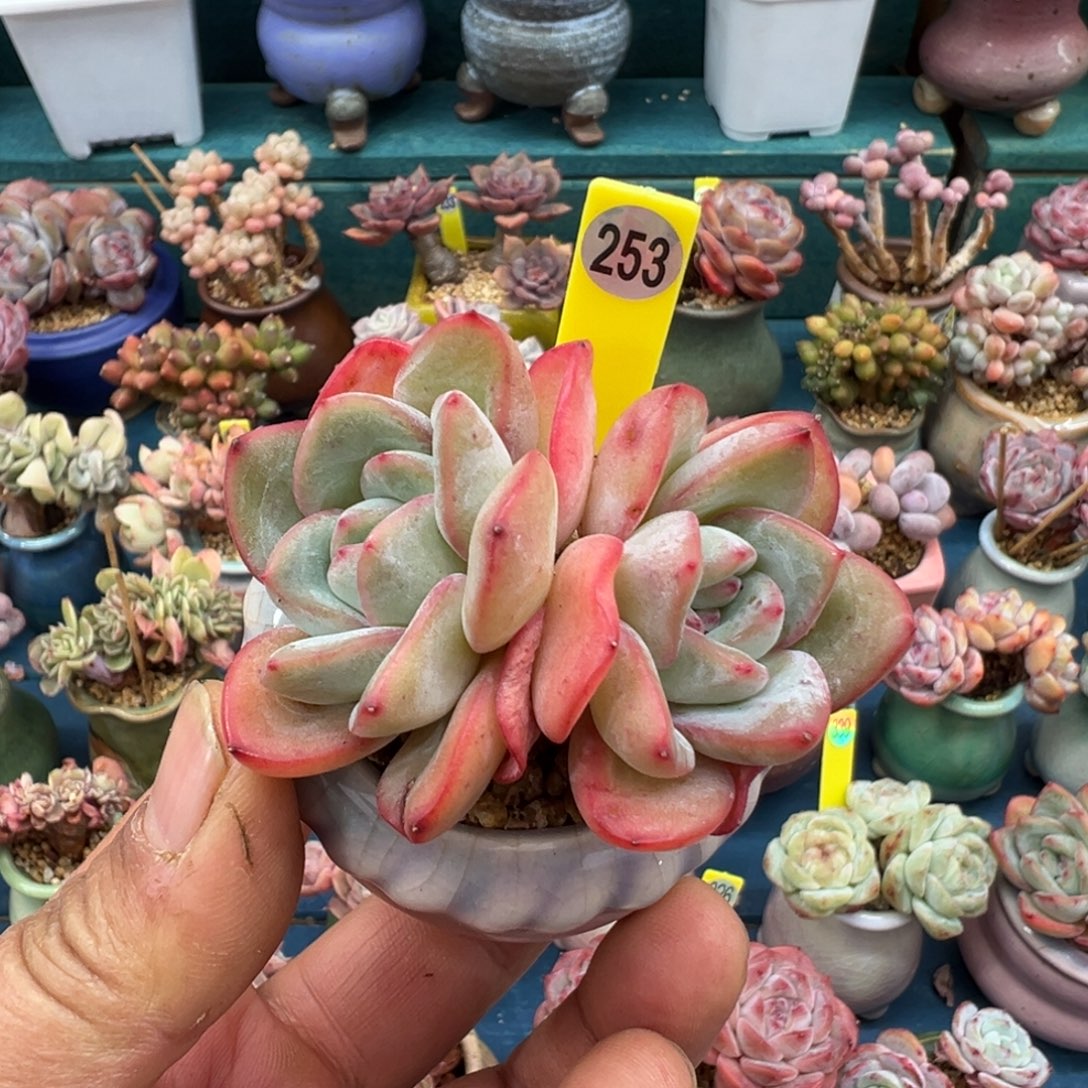 253号泡芙带盆土发货