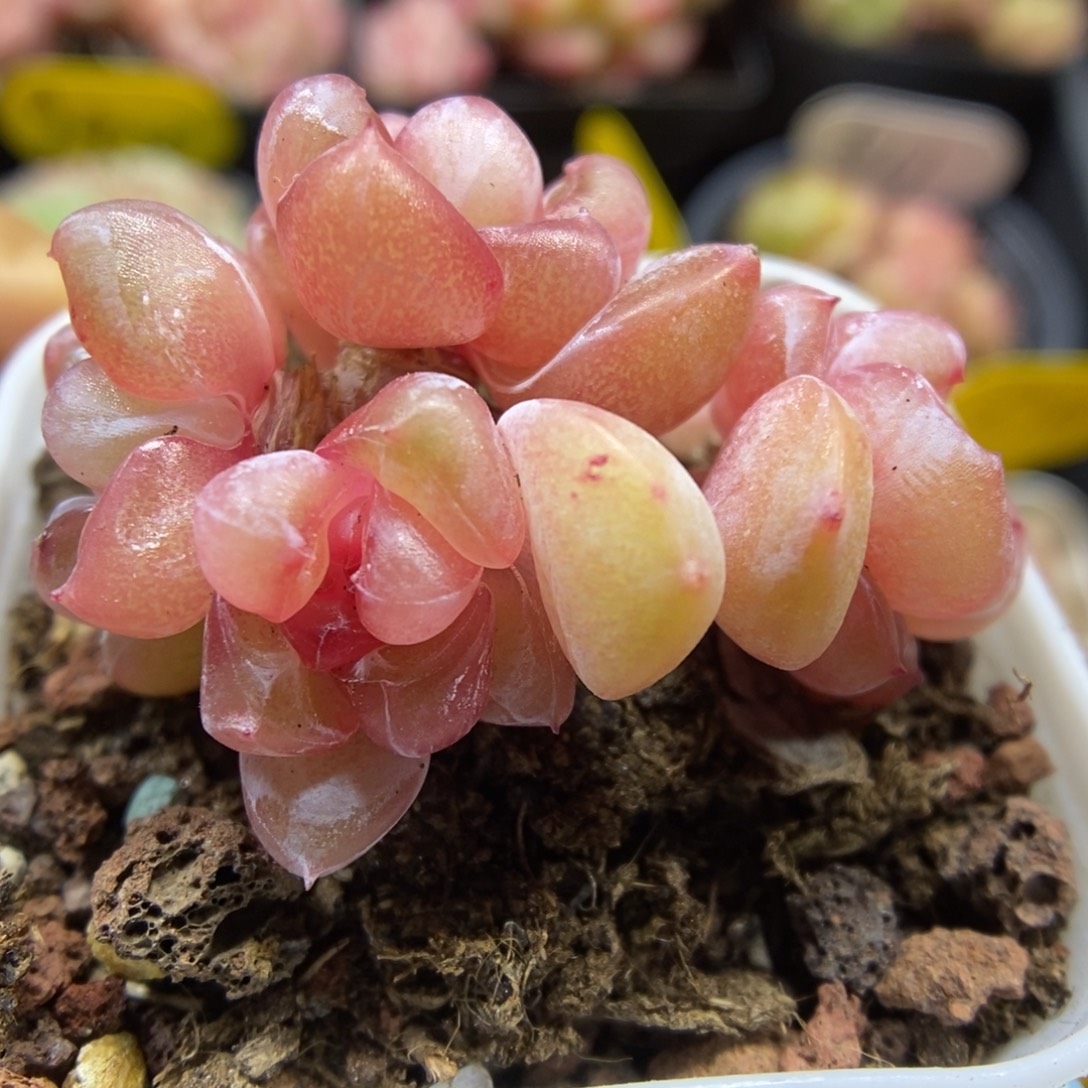 粉钻心珍妮群生552号