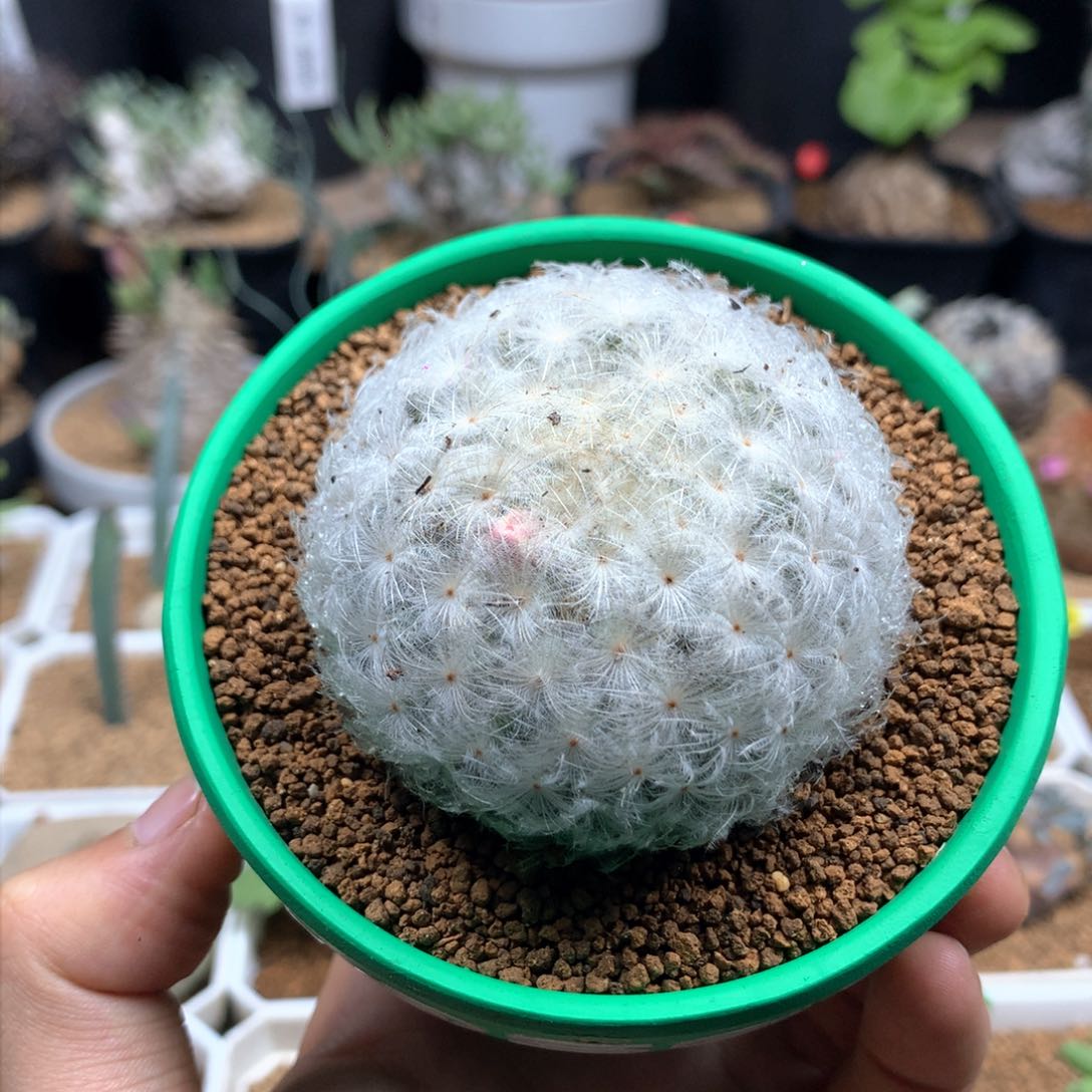 实生佛头白星多肉