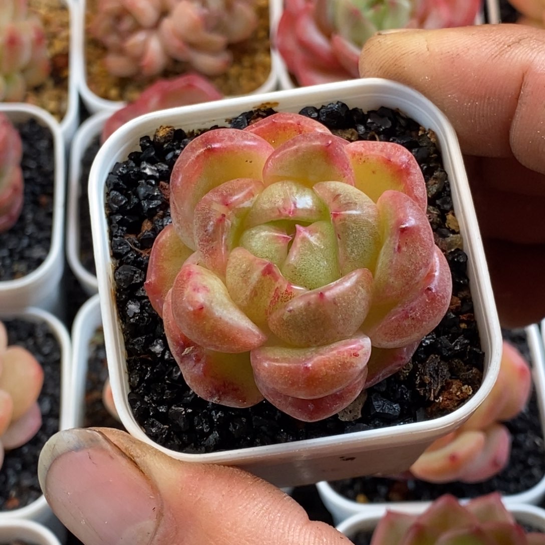 天官赐福百无禁忌