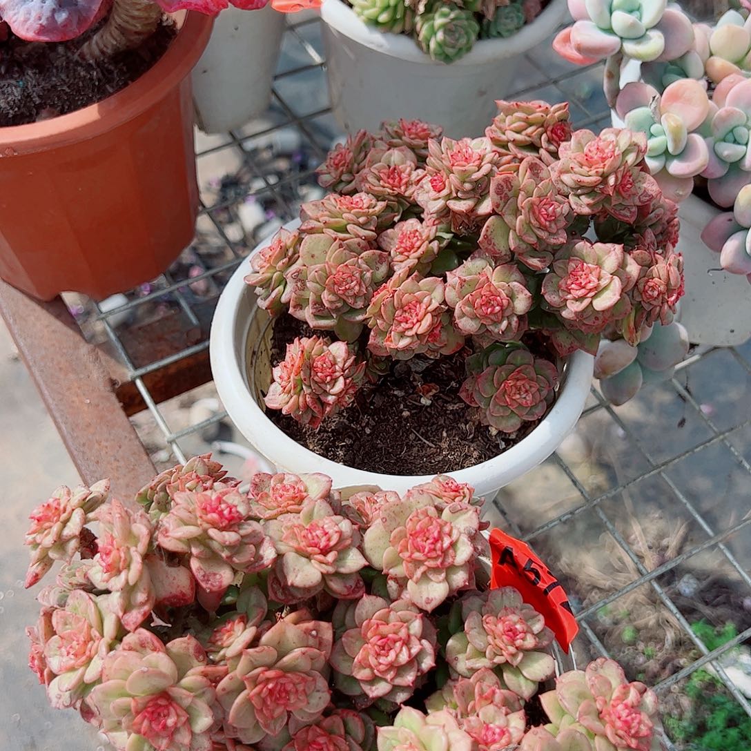 黄金蜡牡丹多头群生老桩