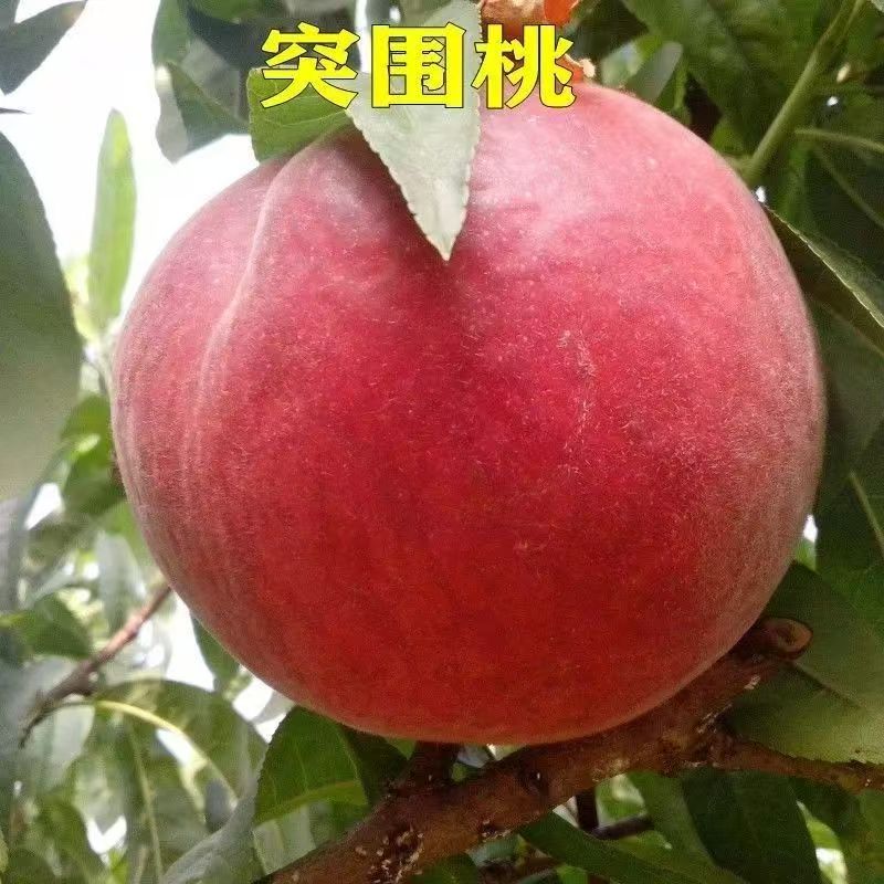 早熟突围桃树苗适应能力强南北方栽种盆栽地栽