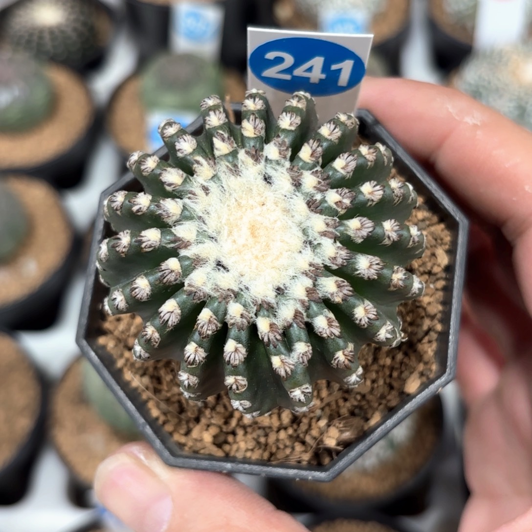 241实生奇特球带盆带土