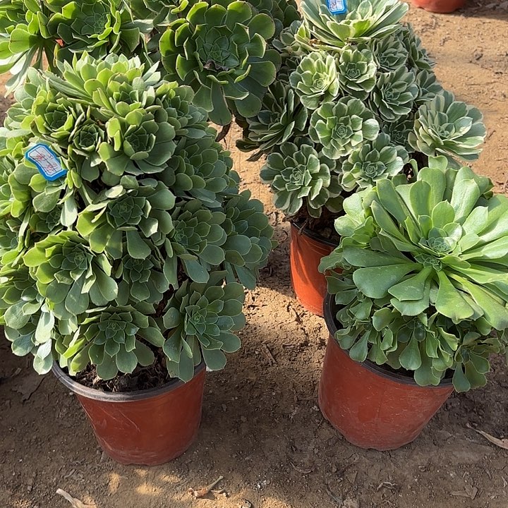蓓***蓓多肉植物法师4颗19