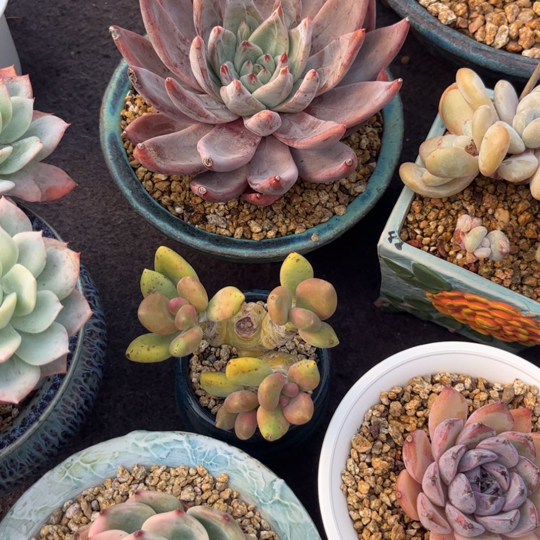 曲***曲多吃点东西吃的时候才