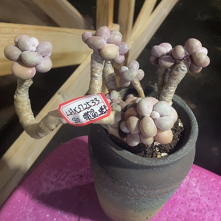 L***3胭脂精品多肉桃蛋