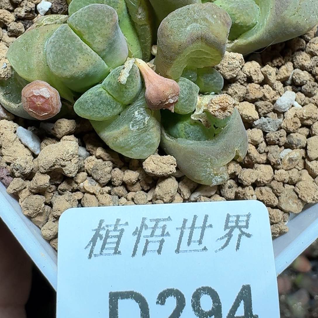 294盒多肉哇哇fv