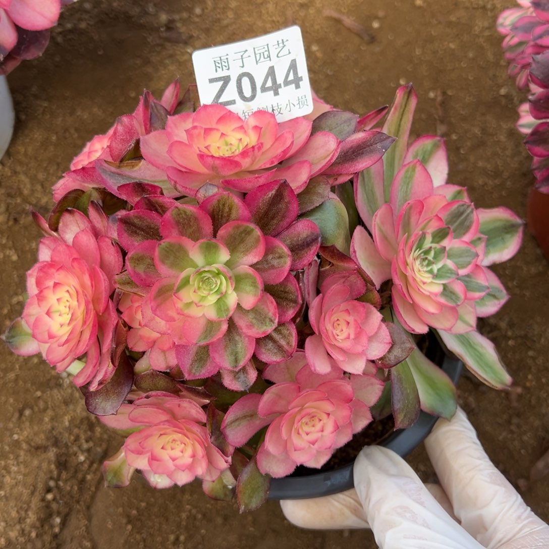 044荔枝尺寸18左右特价