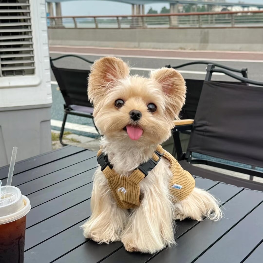 【丹丹家】宠物活体幼体约克夏直播链接