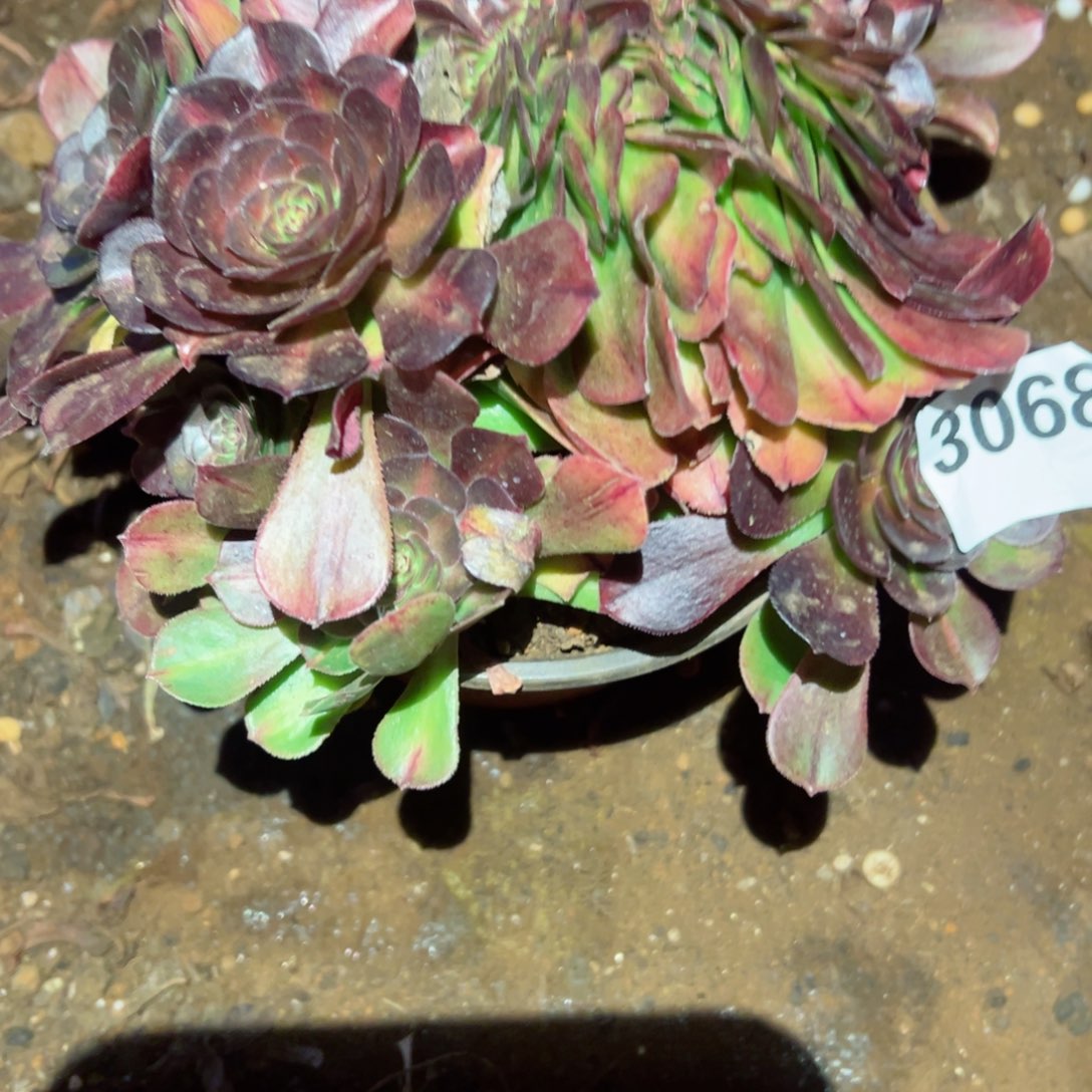 3068 号多肉法师植物新年福利