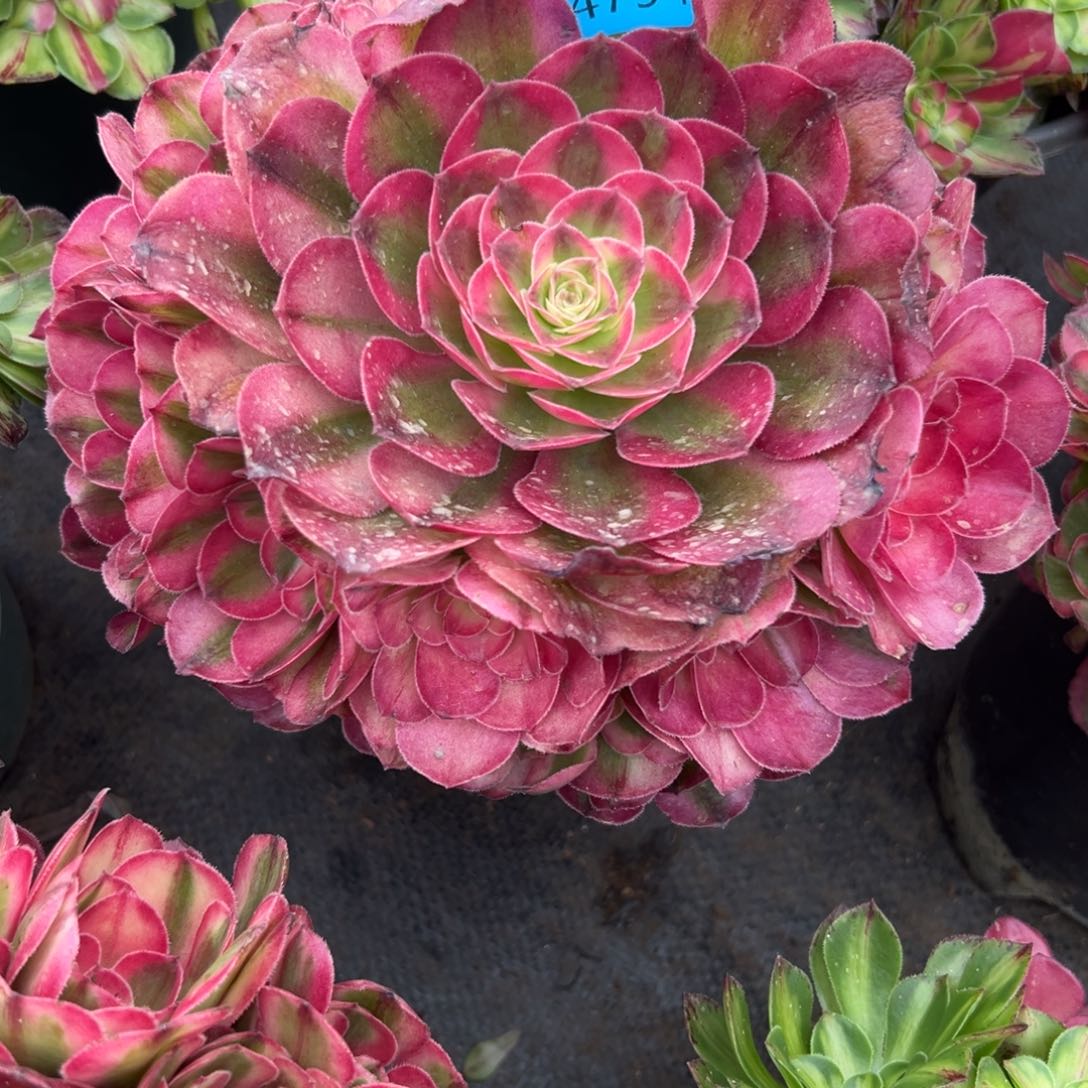 ?**?4794荔枝多肉植物系