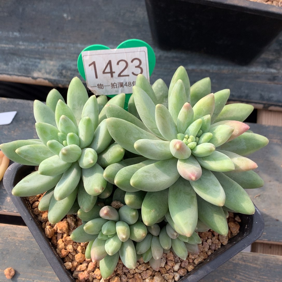 阿蒂斯托无砍开播福利1423