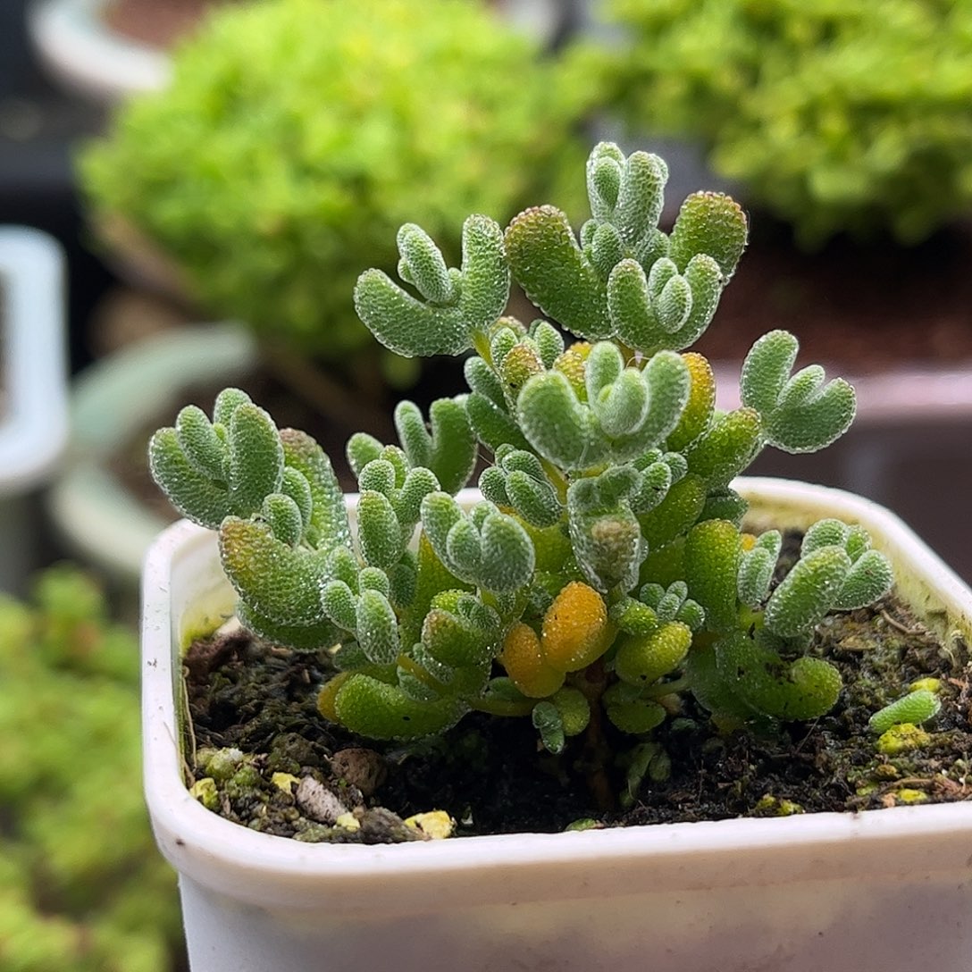 昕宝莱斯枝干番杏