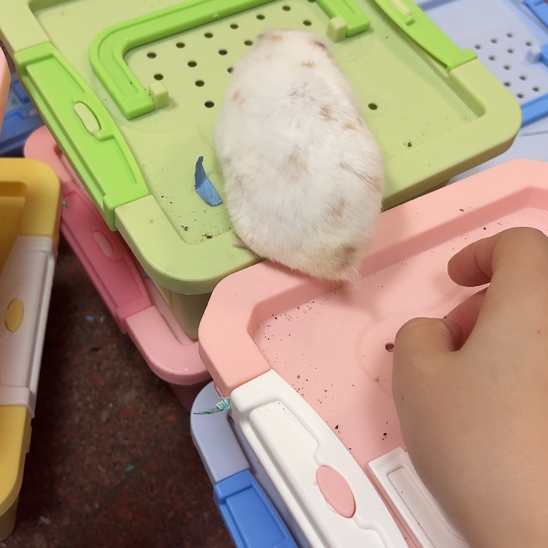 短毛雨点妹妹金丝熊