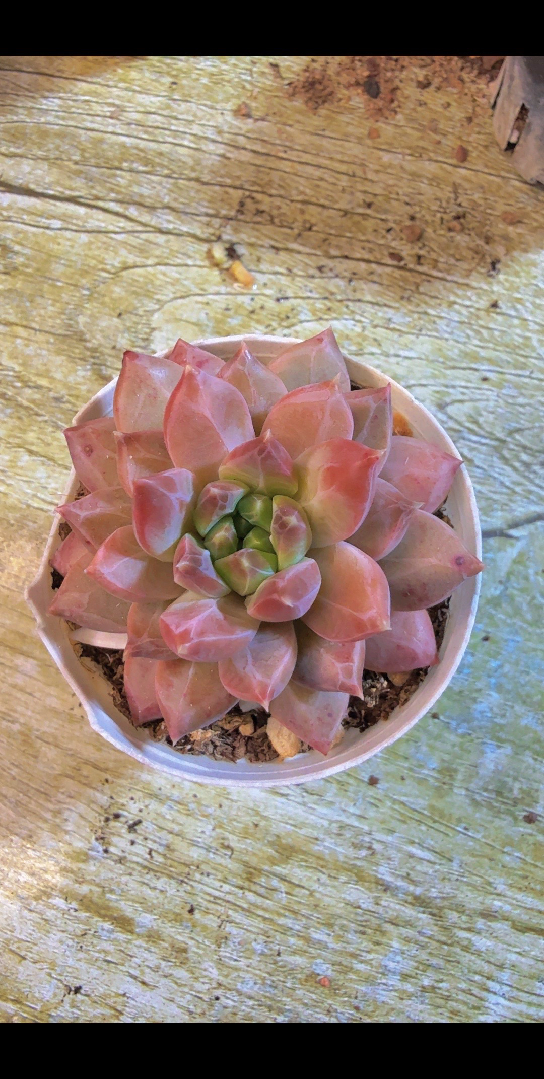 伊丽莎白（满9.9包邮）