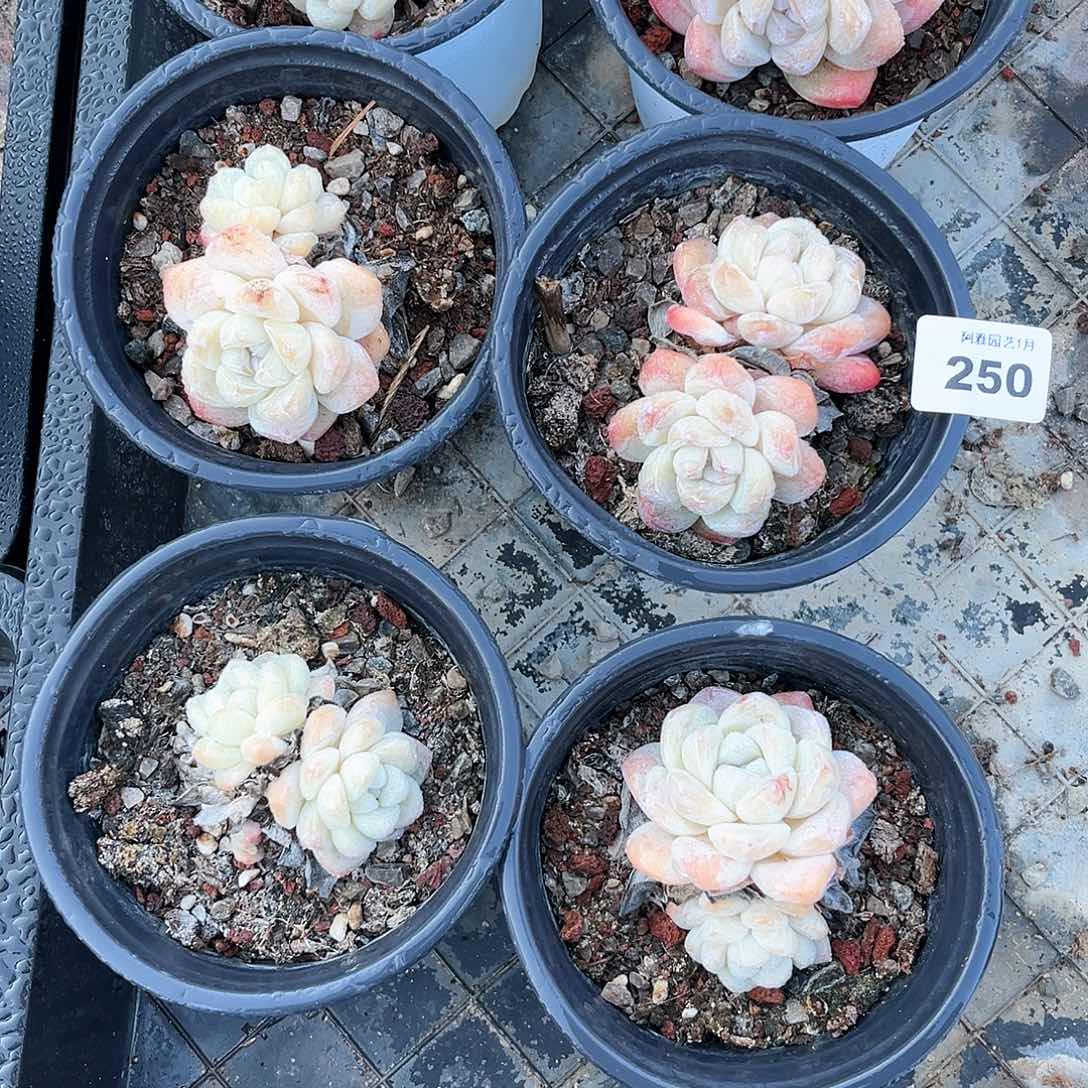 阿雅园艺。      250