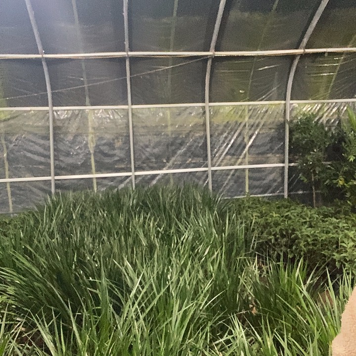 完全开放2棵黑珍珠冻坏不赔裸根发货16的