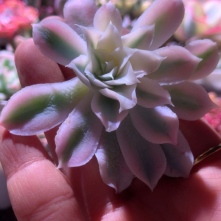 蓝丝绒覆轮锦砍头