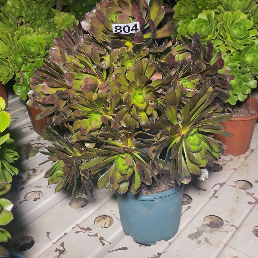 法师法师7-35包邮法师