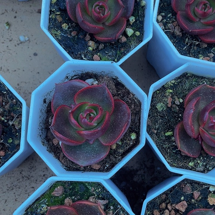 八角盆红灯带盆土发