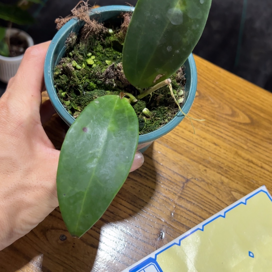 ≧***隅无花朵八爪鱼球兰