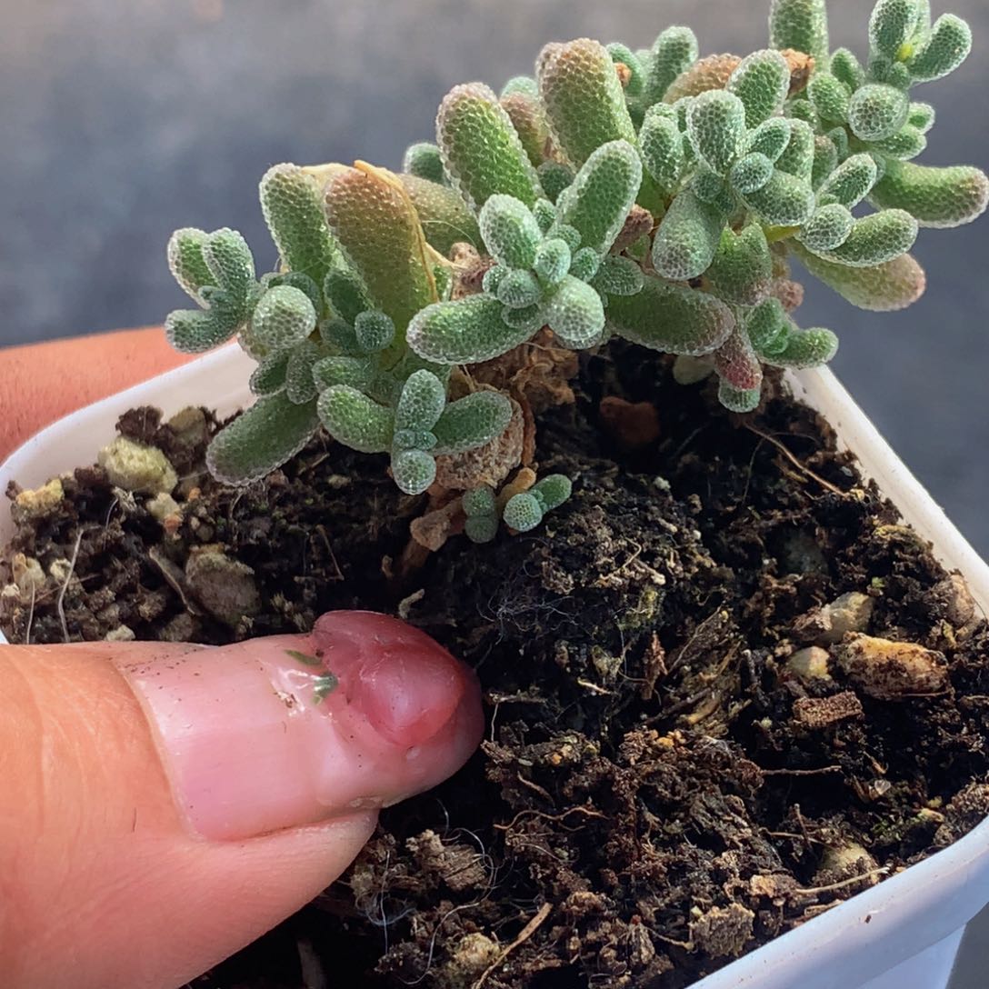 冰晶 小。 （满9.99包邮不满9.99发叶子）