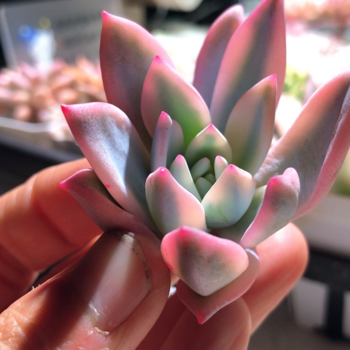 盖亚白覆轮锦无根