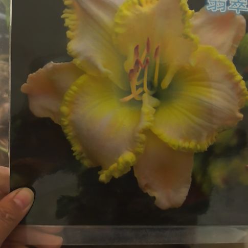 当前无花朵，栽培后可花朵翡翠梦小苗