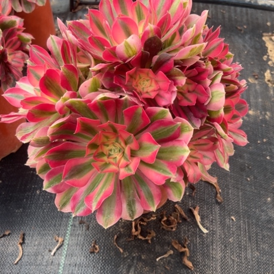 小****女巫一颗包邮福利大