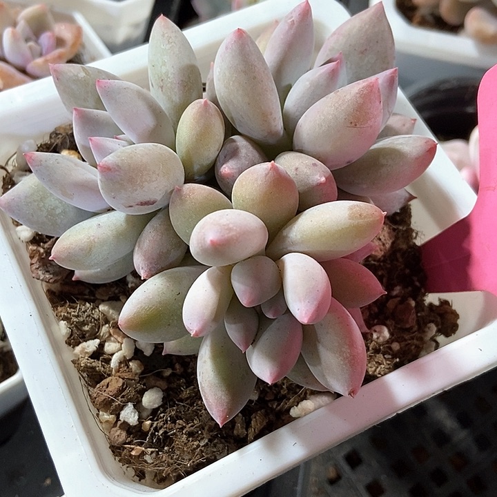 多肉植物所罗门7288