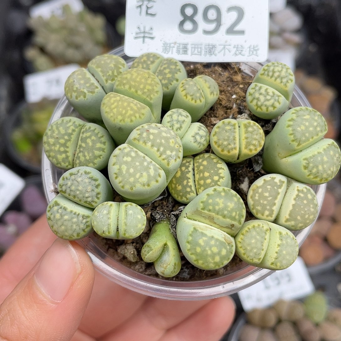 892000000花花花花花花花