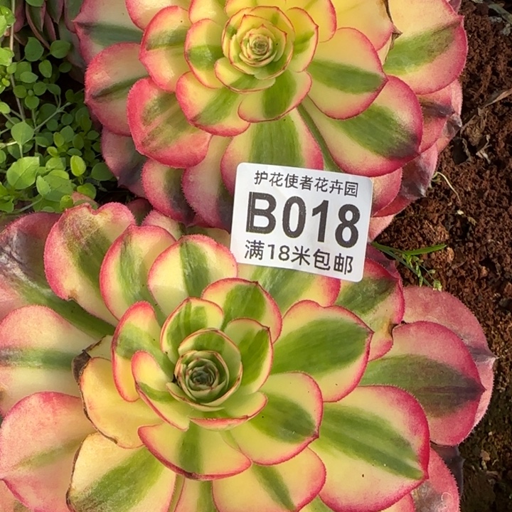 多肉法师淘宝福利