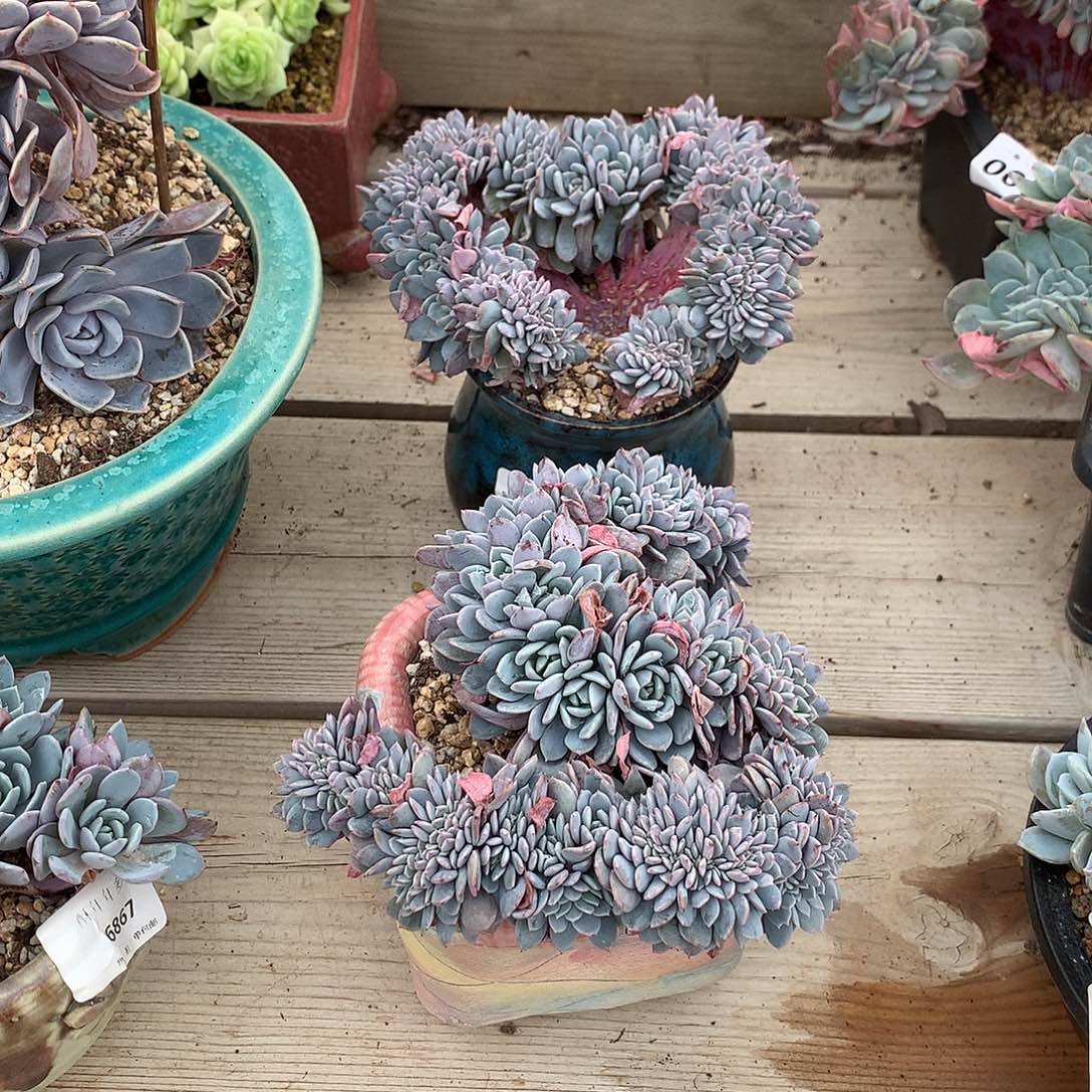 冬***花栀子花的韩版海棠花缀化一颗