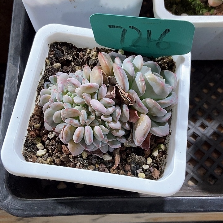 希**?多肉植物缀化7216