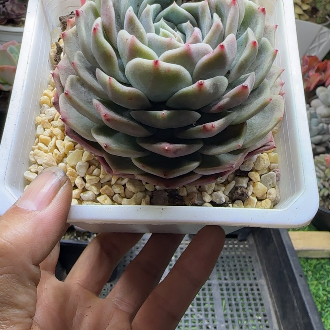 锦安精品多肉植物215