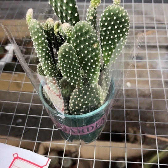 白毛掌带盆土发货包邮