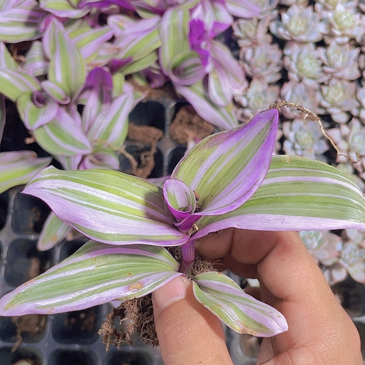 油画婚礼【满10颗包邮】