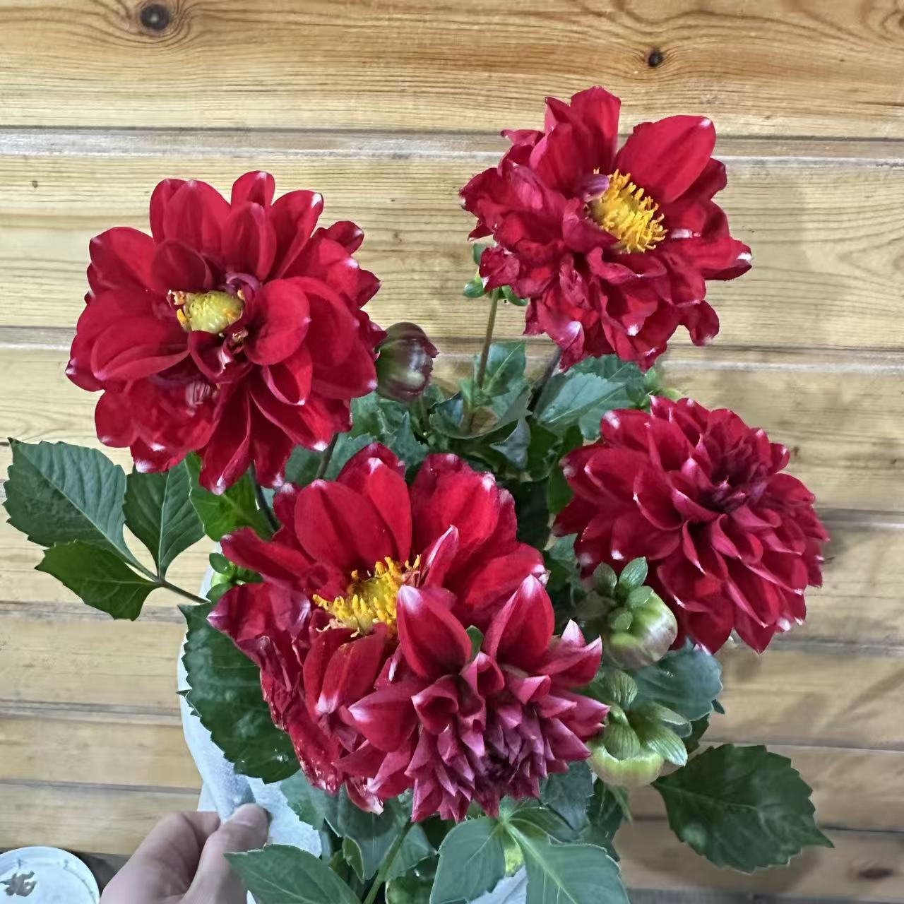  【李先生】霓虹~小丽花室内观赏花带花带花苞